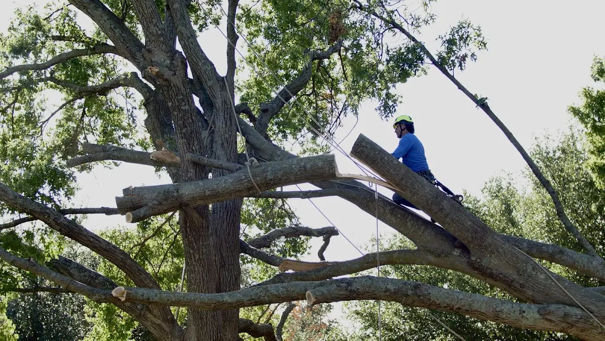 Professional Crown Thinning performed by certified arborists in Jasper