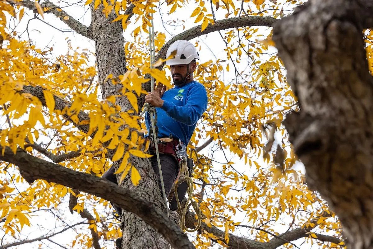 Skilled Storm Damage Cleanup crew working in Jasper