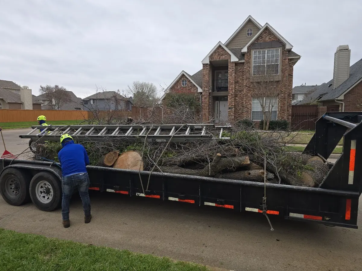 Expert Tree Removal with proper safety equipment in Jasper